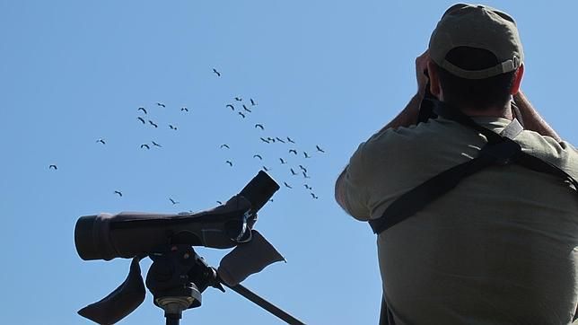 La observación de aves como modo de vida