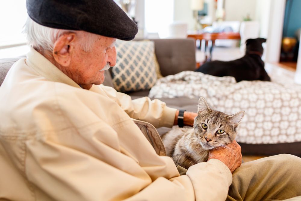 Pequeños Peludos Corrientes: su trabajo solidario con perros y gatos