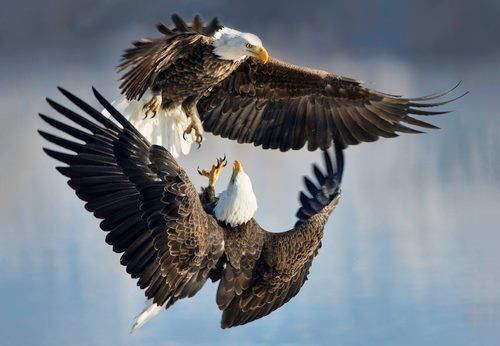 ‘’El Águila que no podía volar” l Por Laila Daitter