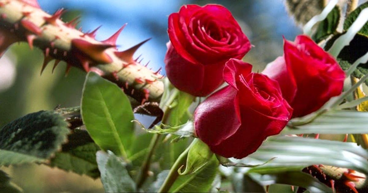 El amor y la locura | Por Tona Galvaliz